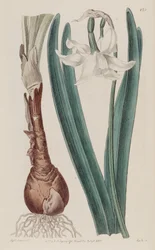 Narcissus × poculiformis, as Narcissus montanus